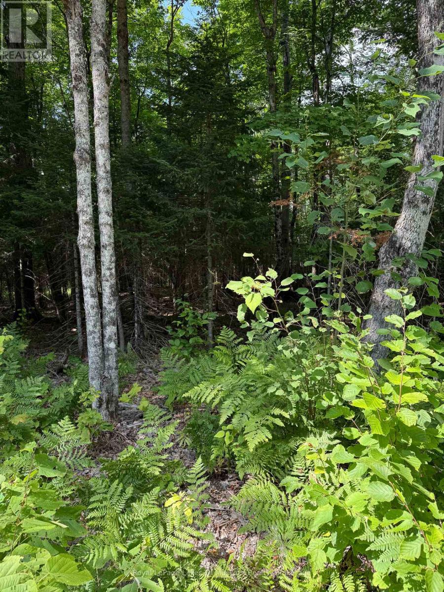 Lt 26 Frank St Street, Magnetawan, Ontario  P0A 1Z0 - Photo 8 - X12387843