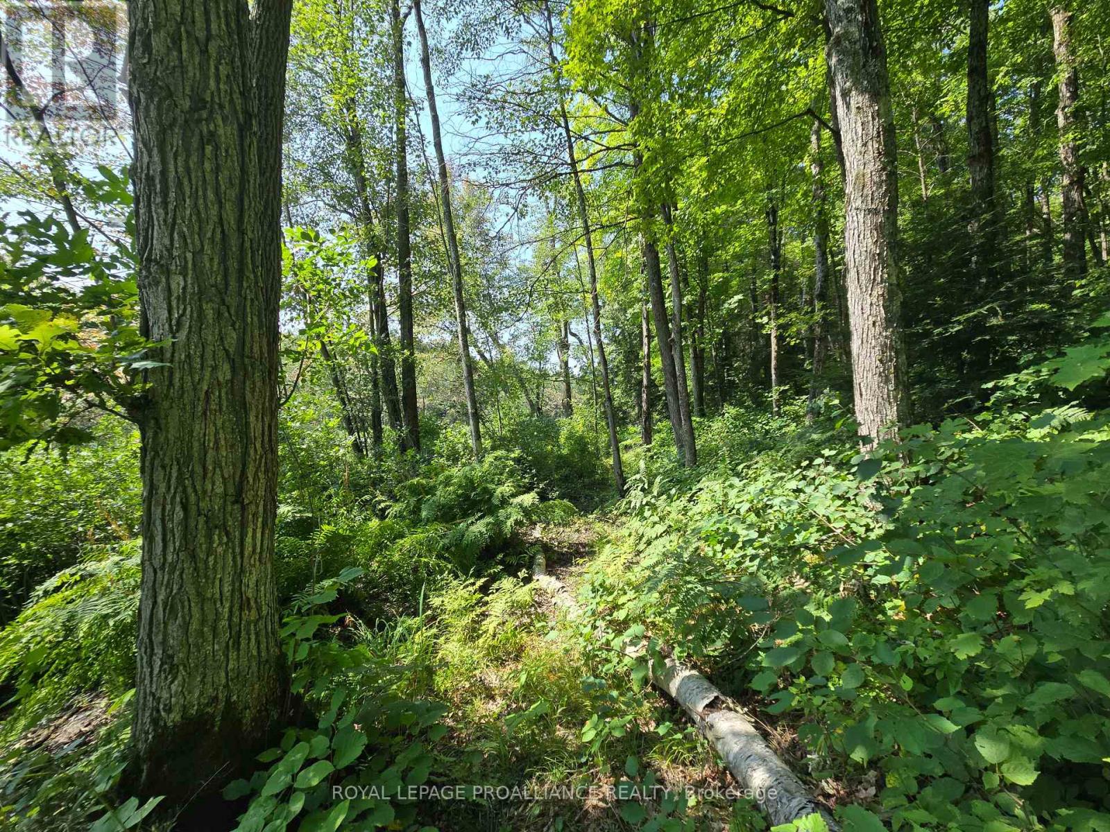 1255 Blue Heron Ridge, Central Frontenac, Ontario  K0H 1B0 - Photo 6 - X12387175