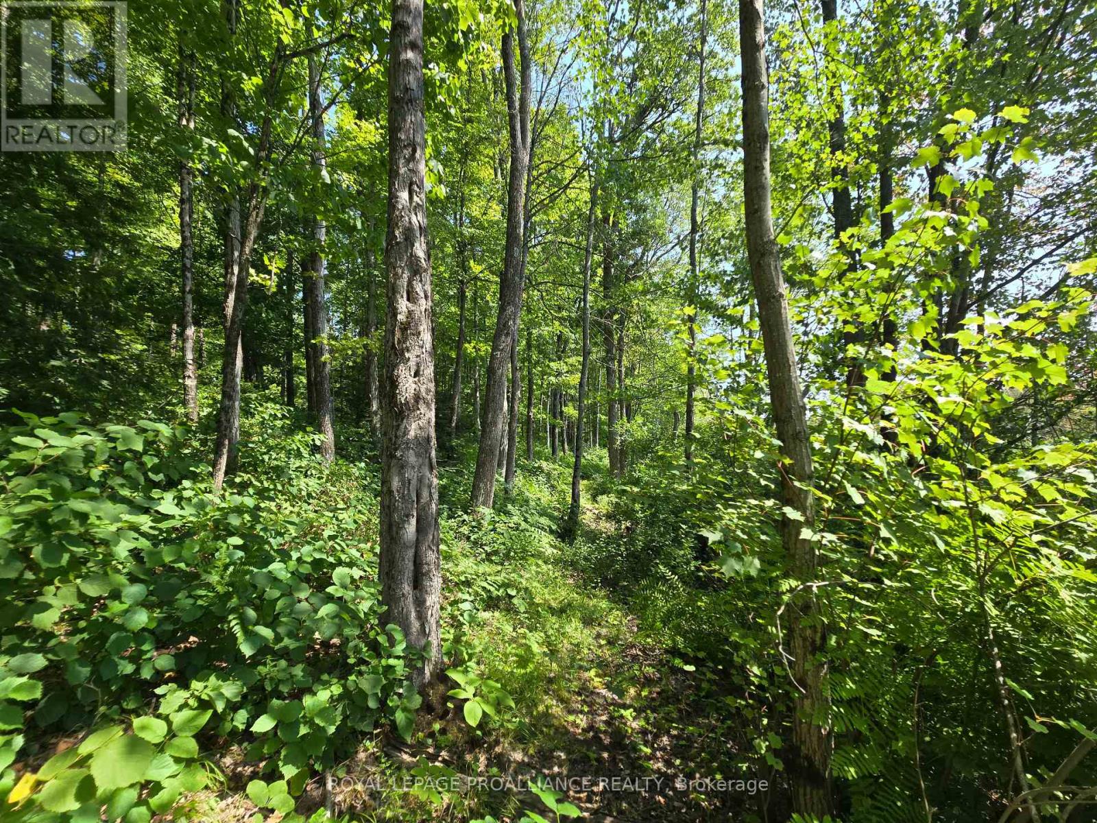 1255 Blue Heron Ridge, Central Frontenac, Ontario  K0H 1B0 - Photo 10 - X12387175