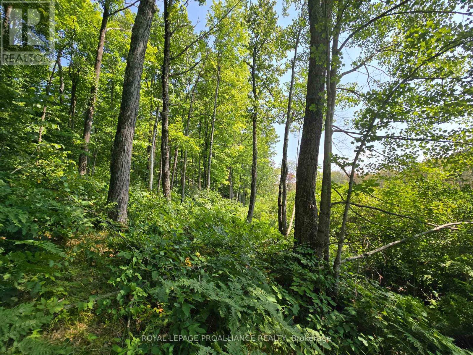 1255 Blue Heron Ridge, Central Frontenac, Ontario  K0H 1B0 - Photo 12 - X12387175