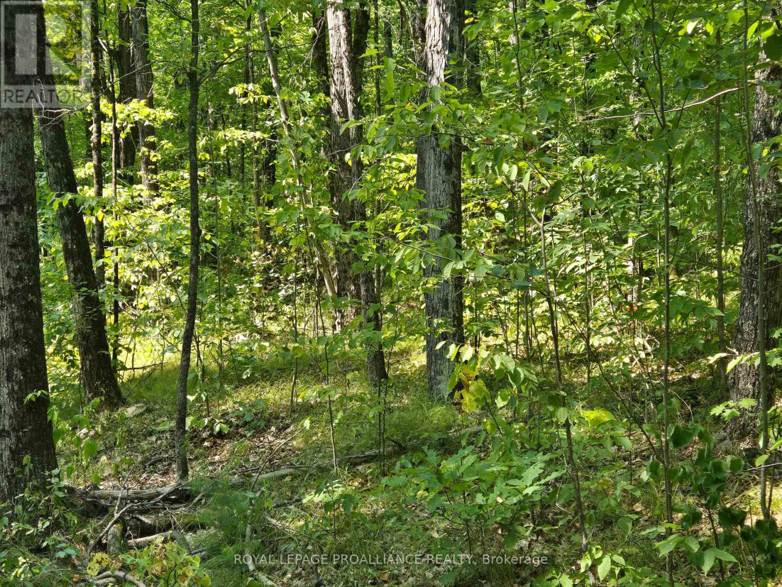 1255 Blue Heron Ridge, Central Frontenac, Ontario  K0H 1B0 - Photo 24 - X12387175