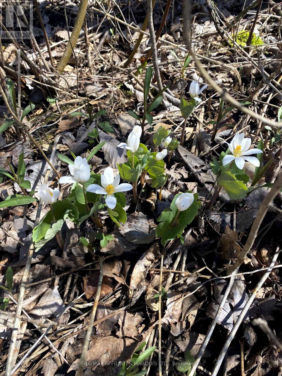 Lot Sapphire Drive N, South Glengarry, Ontario K6H 7J1 - Photo 4 - X12396207