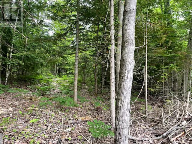 73 Lesperance Road, Tiny, Ontario  L0L 2J0 - Photo 4 - S12267798