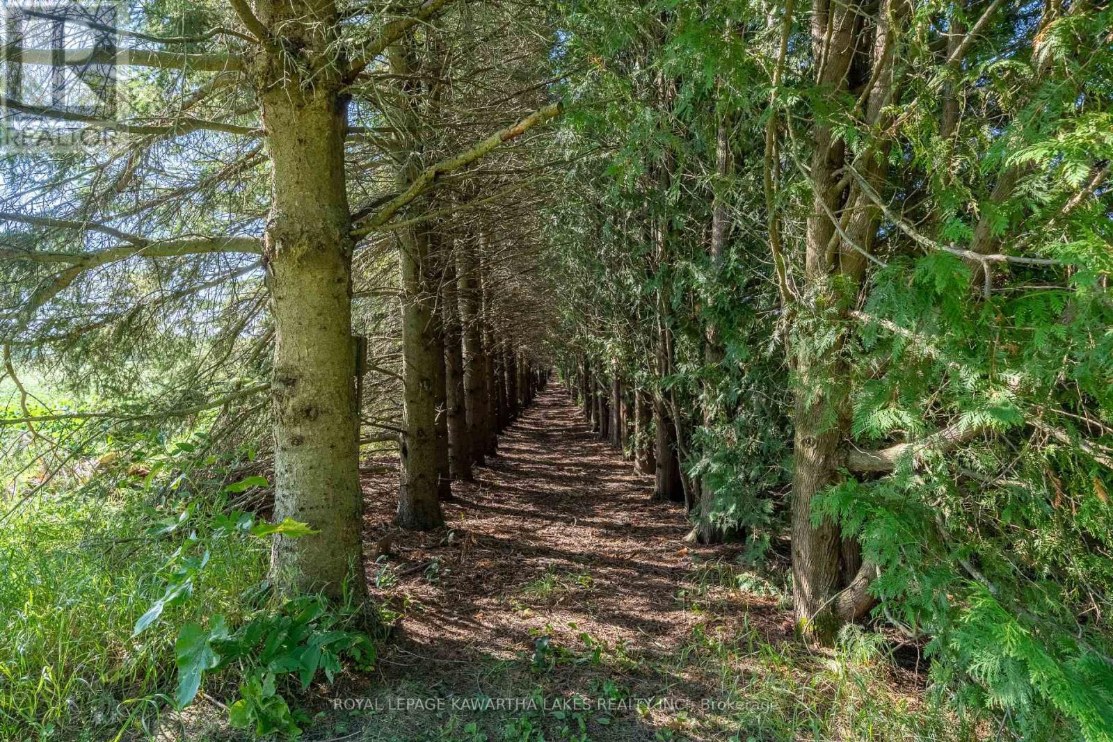 890 Woodville Road, Kawartha Lakes, Ontario  K0M 2T0 - Photo 43 - X12396313