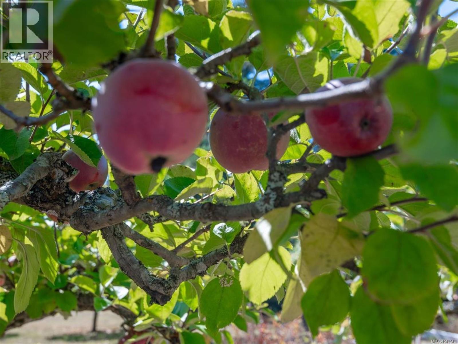 1777 Eglington Ave, Nanaimo, British Columbia  V9X 1T8 - Photo 67 - 1013549