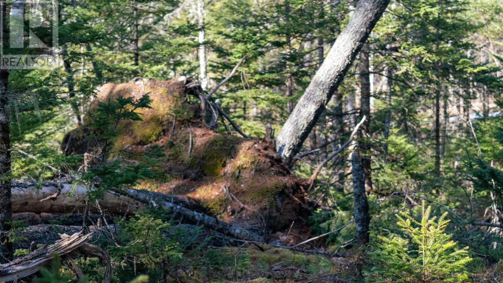 Lot 13 Maple Drive, Lower Ohio, Nova Scotia  B0T 1W0 - Photo 12 - 202508666
