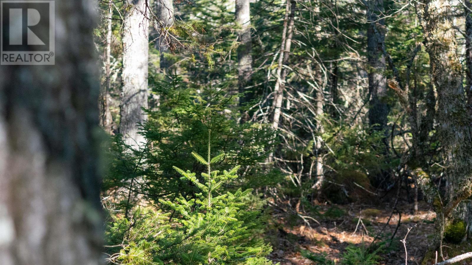 Lot 14 Maple Drive, Lower Ohio, Nova Scotia  B0T 1W0 - Photo 10 - 202508667