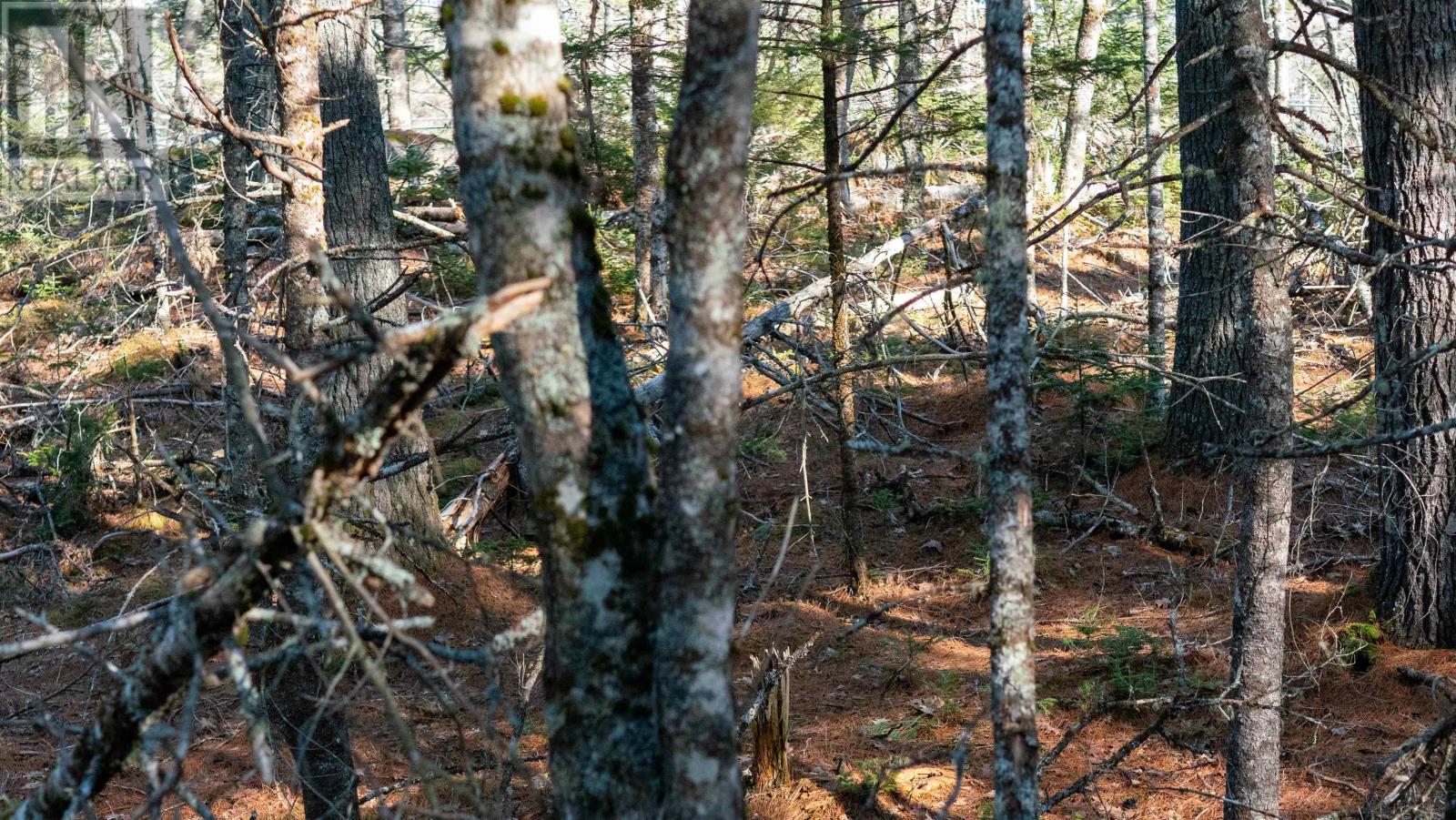 Lot 14 Maple Drive, Lower Ohio, Nova Scotia  B0T 1W0 - Photo 13 - 202508667