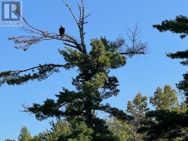 G 734 Rainy Lake, Fort Frances, Ontario  P9A 3M3 - Photo 17 - TB252911
