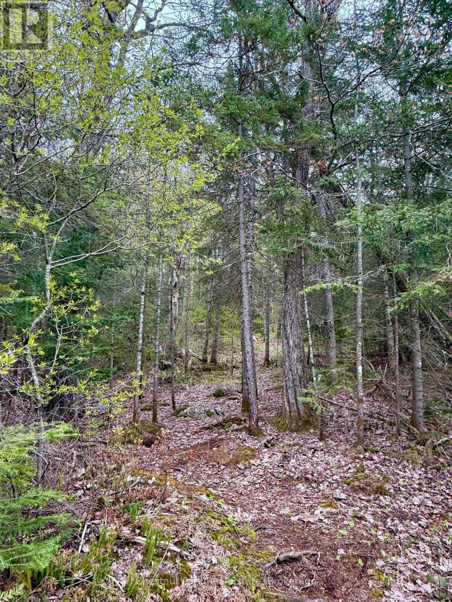 0 King Lake, Machar, Ontario  P0A 1X0 - Photo 21 - X12172543