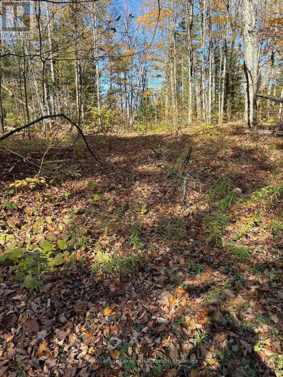 8 Cannonball Lane, Minden Hills, Ontario  K0M 1X0 - Photo 16 - X12402727