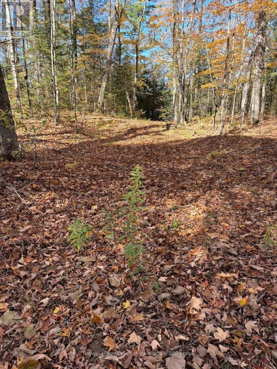 8 Cannonball Lane, Minden Hills, Ontario  K0M 1X0 - Photo 17 - X12402727