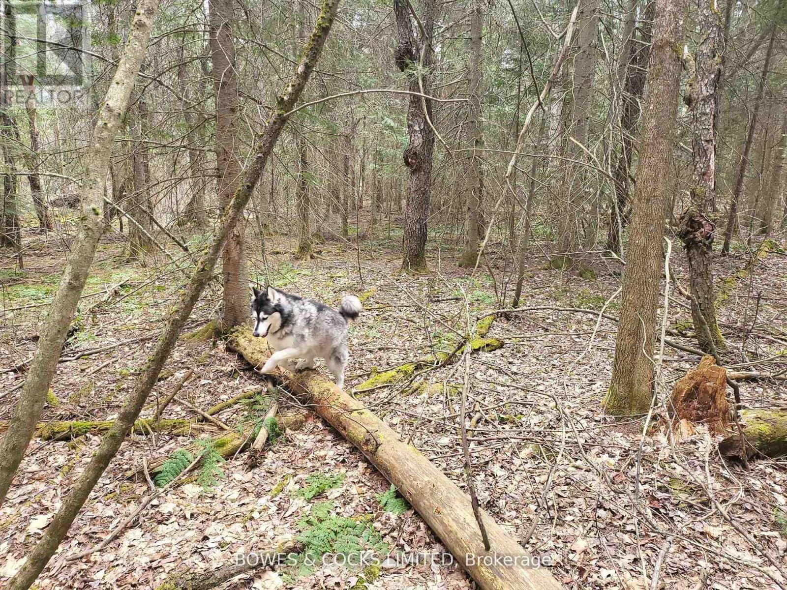 0 Highway 62 N, Hastings Highlands, Ontario K0L 2S0 - Photo 4 - X12406227