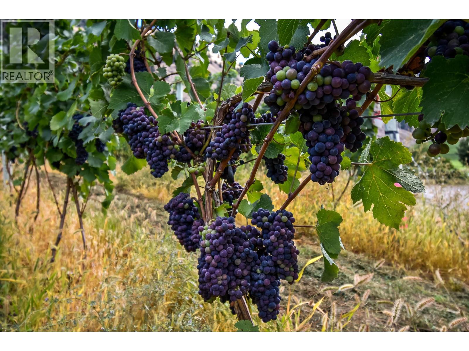 1143 Highway 3, Cawston, British Columbia  V0X 1C3 - Photo 39 - 10363022