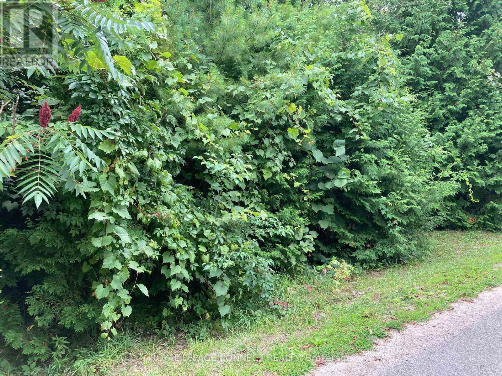 0 Pinecrest Road, Georgina, Ontario  L0E 1N0 - Photo 2 - N12406281