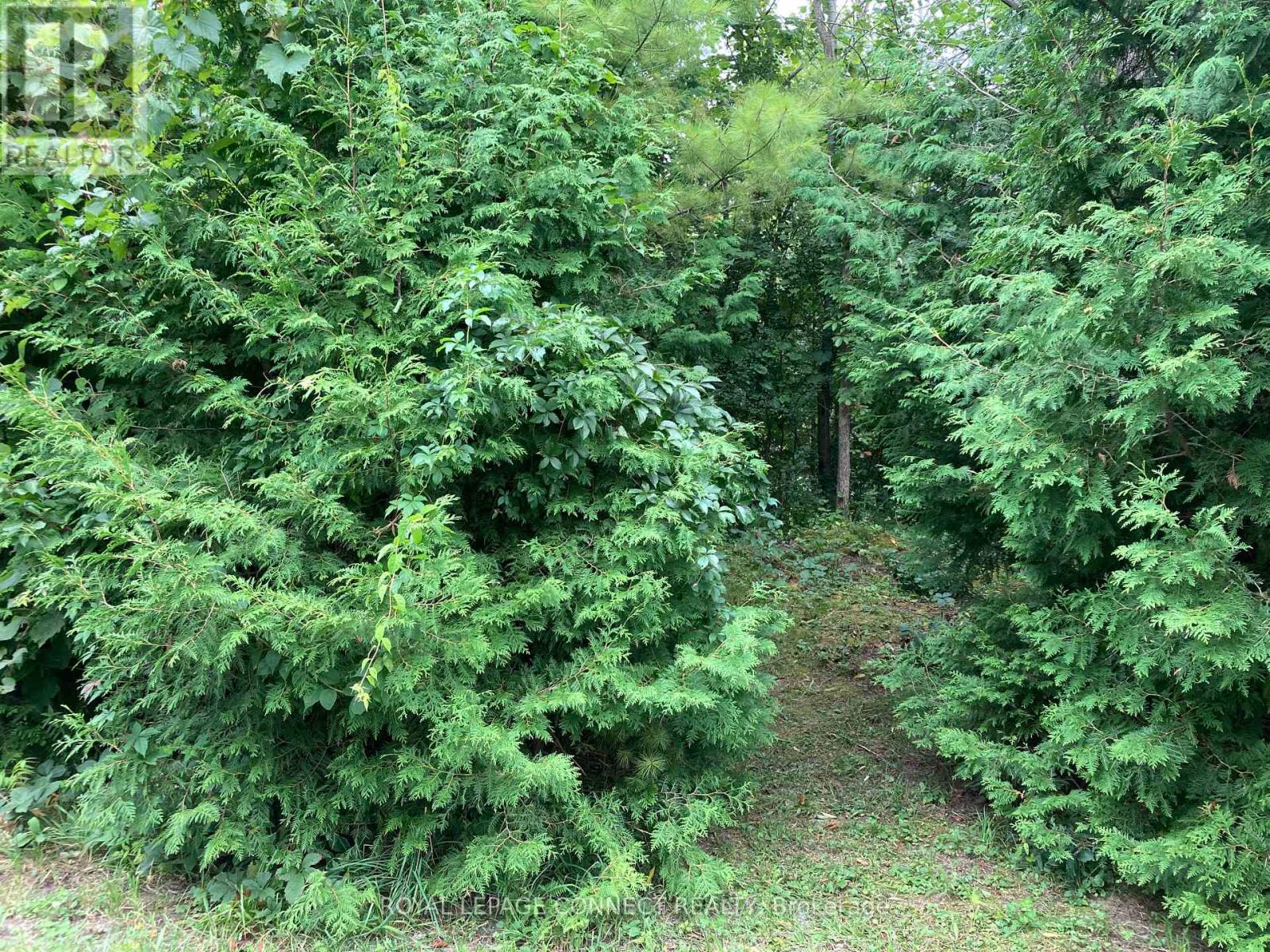0 Pinecrest Road, Georgina, Ontario  L0E 1N0 - Photo 4 - N12406281