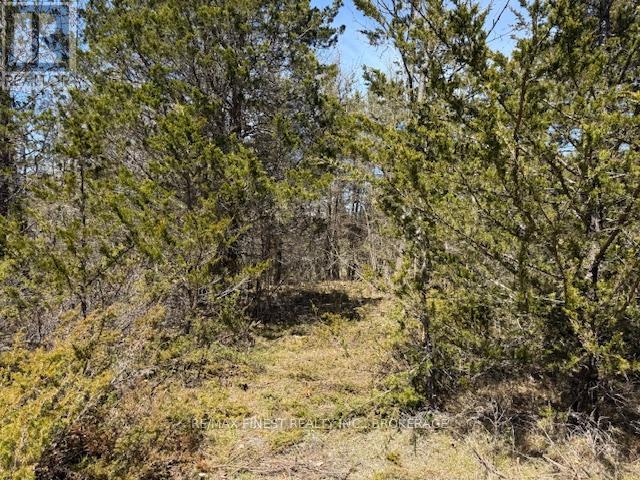 580 Love Road, Loyalist, Ontario  K0H 2H0 - Photo 3 - X12407014