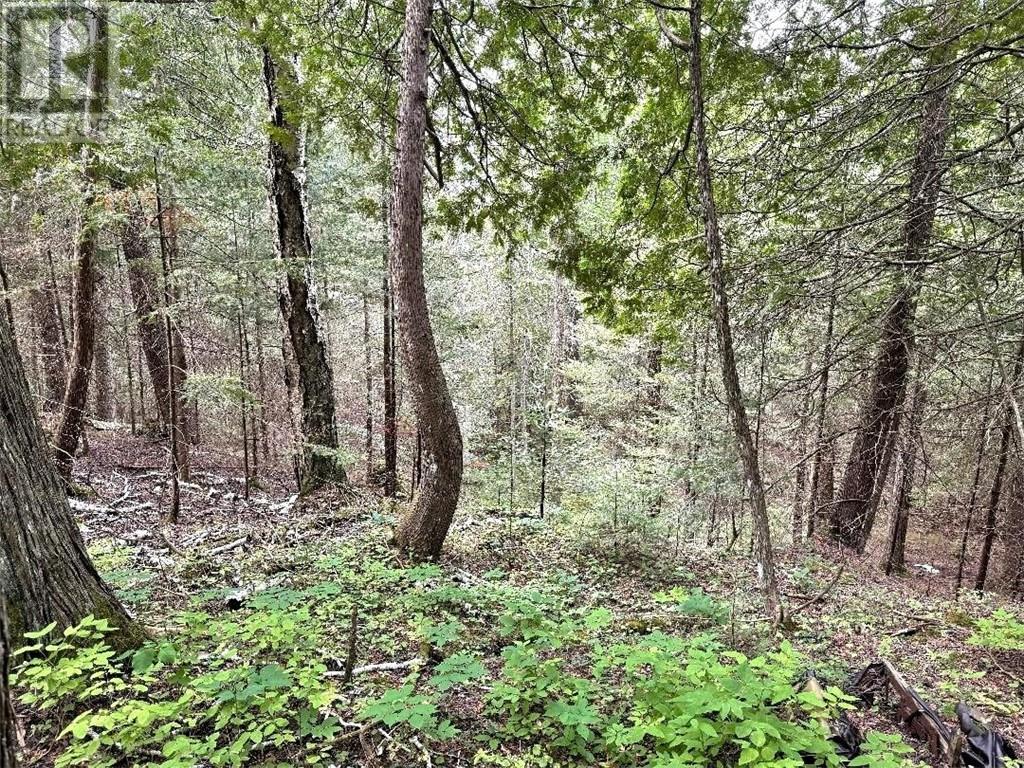 Lt 13-14 Con 5, Manitoulin Island, Ontario    - Photo 23 - 2123823