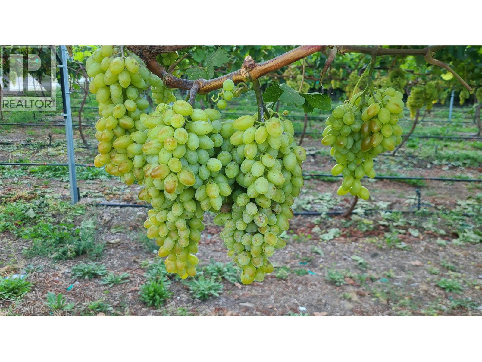 7298 Hwy 97 Highway, Oliver, British Columbia  V0H 1T0 - Photo 19 - 10362673