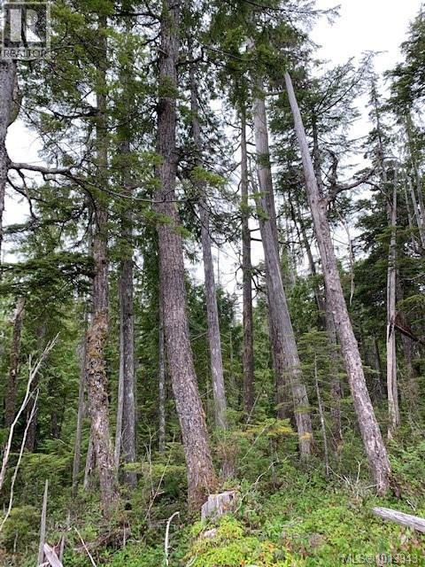 N/w 1/4 Shushartie Bay, Port Hardy, British Columbia  V0N 2P0 - Photo 17 - 1013943