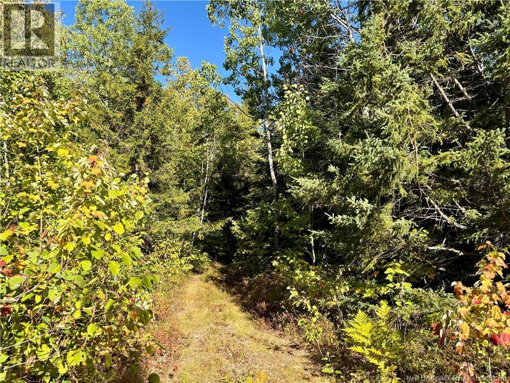 295 Rte 450, Lavillette, New Brunswick  E9G 2R1 - Photo 3 - NB126629