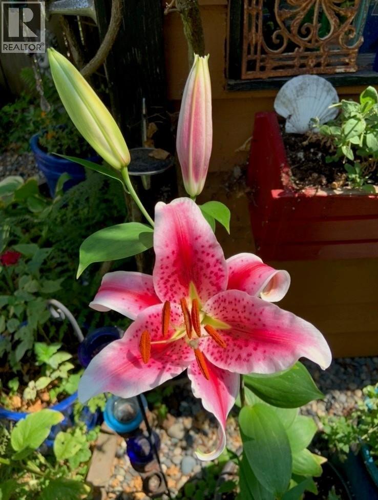 2532 Burian Drive, Coquitlam, British Columbia  V3K 5W9 - Photo 34 - R3049367