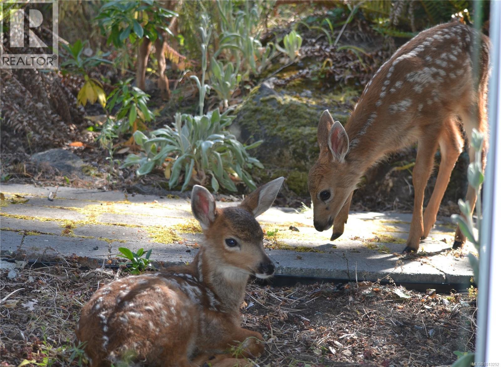2710 Sea View Rd, Saanich, British Columbia  V8N 1K8 - Photo 36 - 1013252