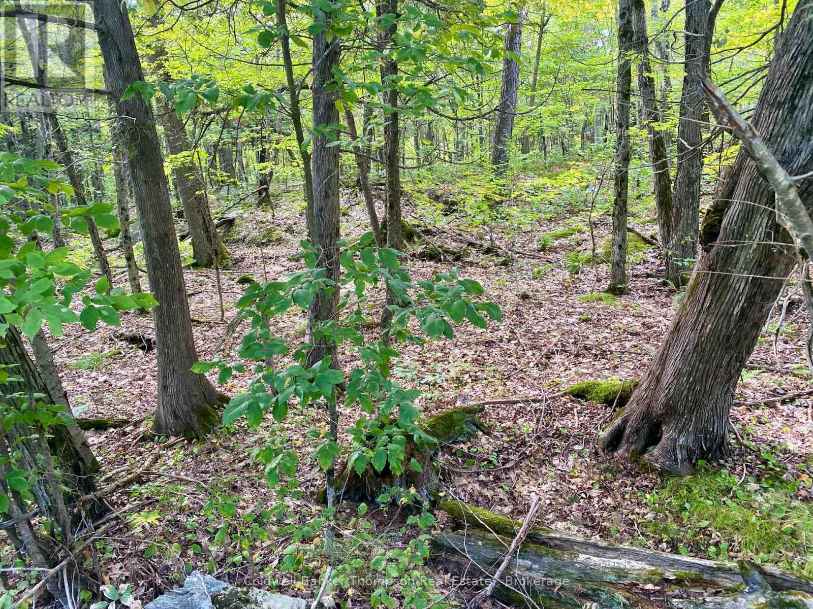 0 Clear Lake Road N, Parry Sound Remote Area, Ontario  P0H 1A0 - Photo 5 - X12413632