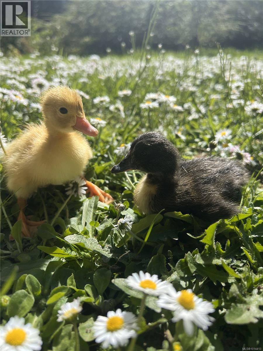 4440 Spellman Pl, Metchosin, British Columbia  V9C 4C5 - Photo 96 - 1014413