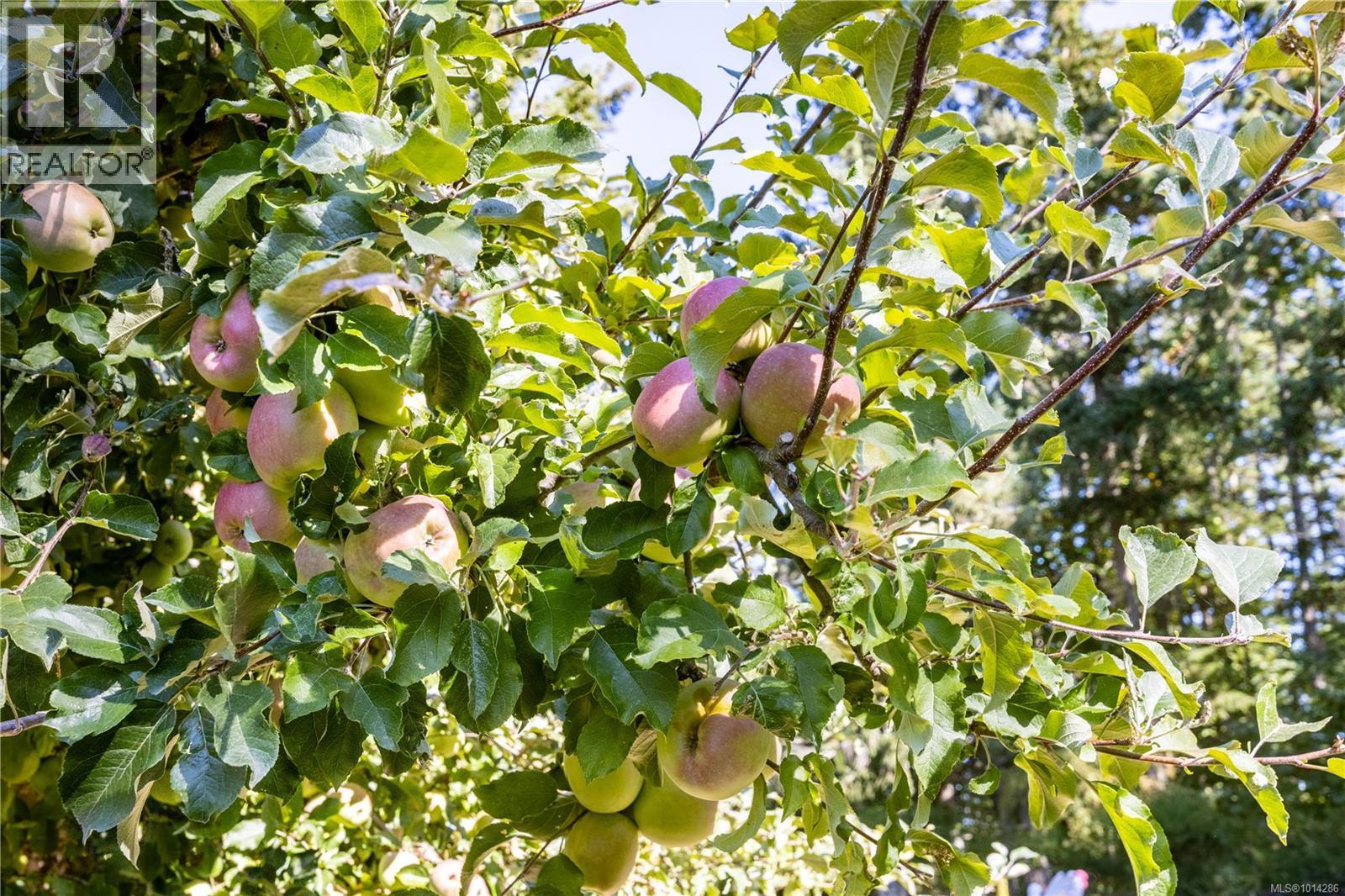 845 Downey Rd, North Saanich, British Columbia  V8L 5P8 - Photo 41 - 1014286