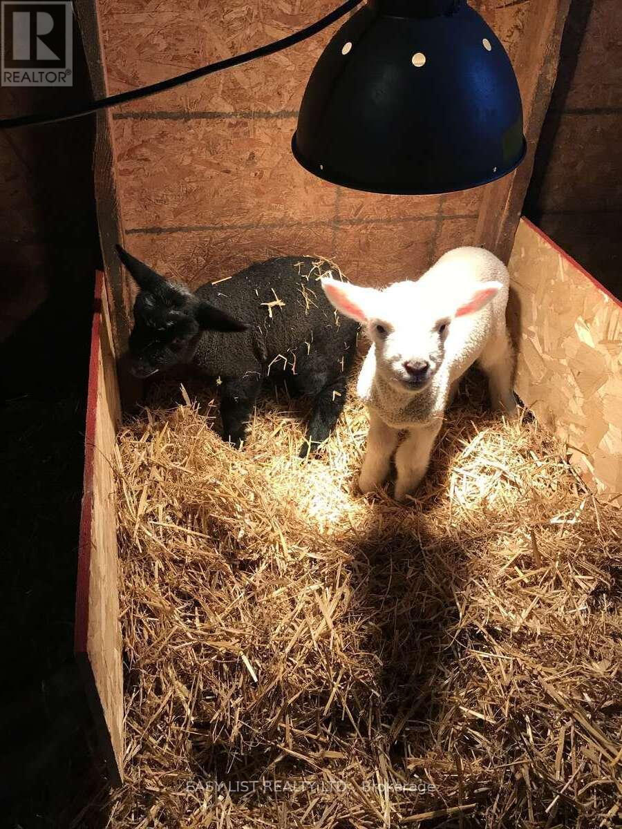 2170 Highway 520 W, Ryerson, Ontario  P0A 1C0 - Photo 34 - X12417643