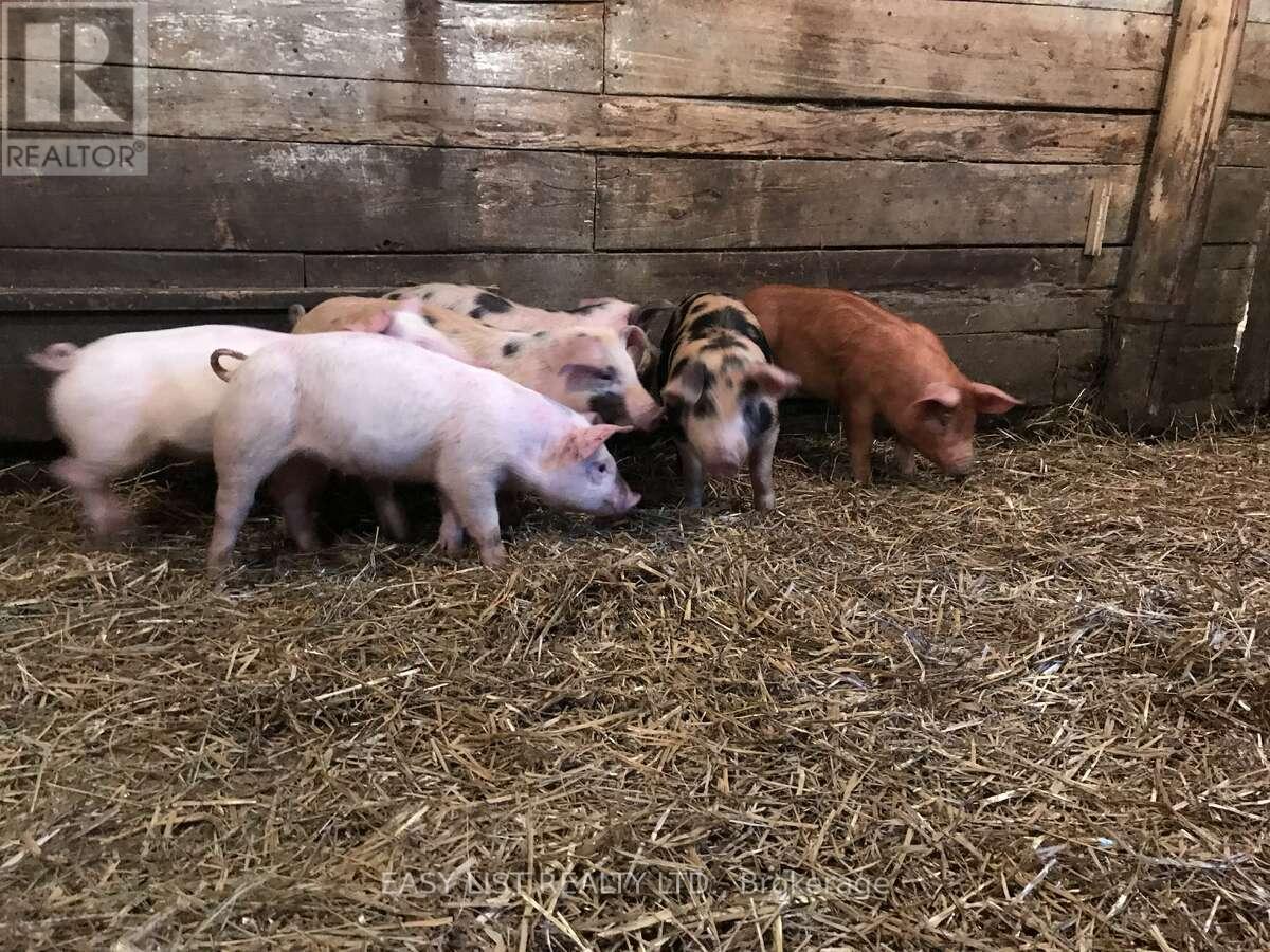 2170 Highway 520 W, Ryerson, Ontario  P0A 1C0 - Photo 39 - X12417643