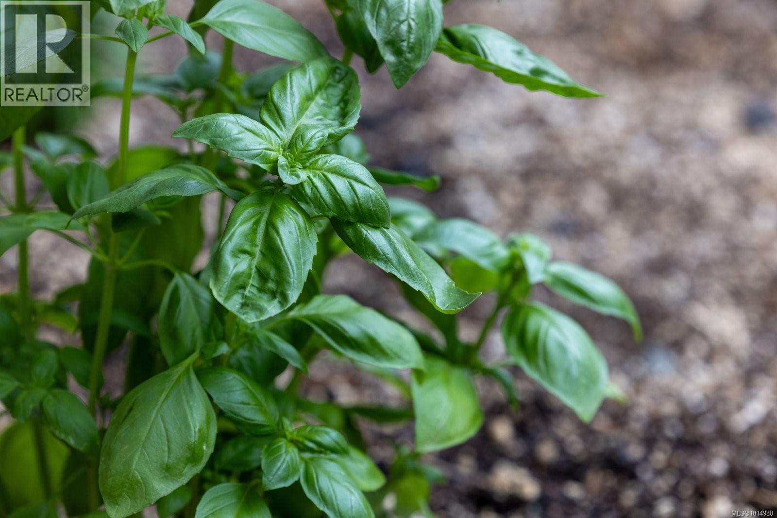 2656 Moncur Rd, Shawnigan Lake, British Columbia  V0R 2W3 - Photo 71 - 1014930