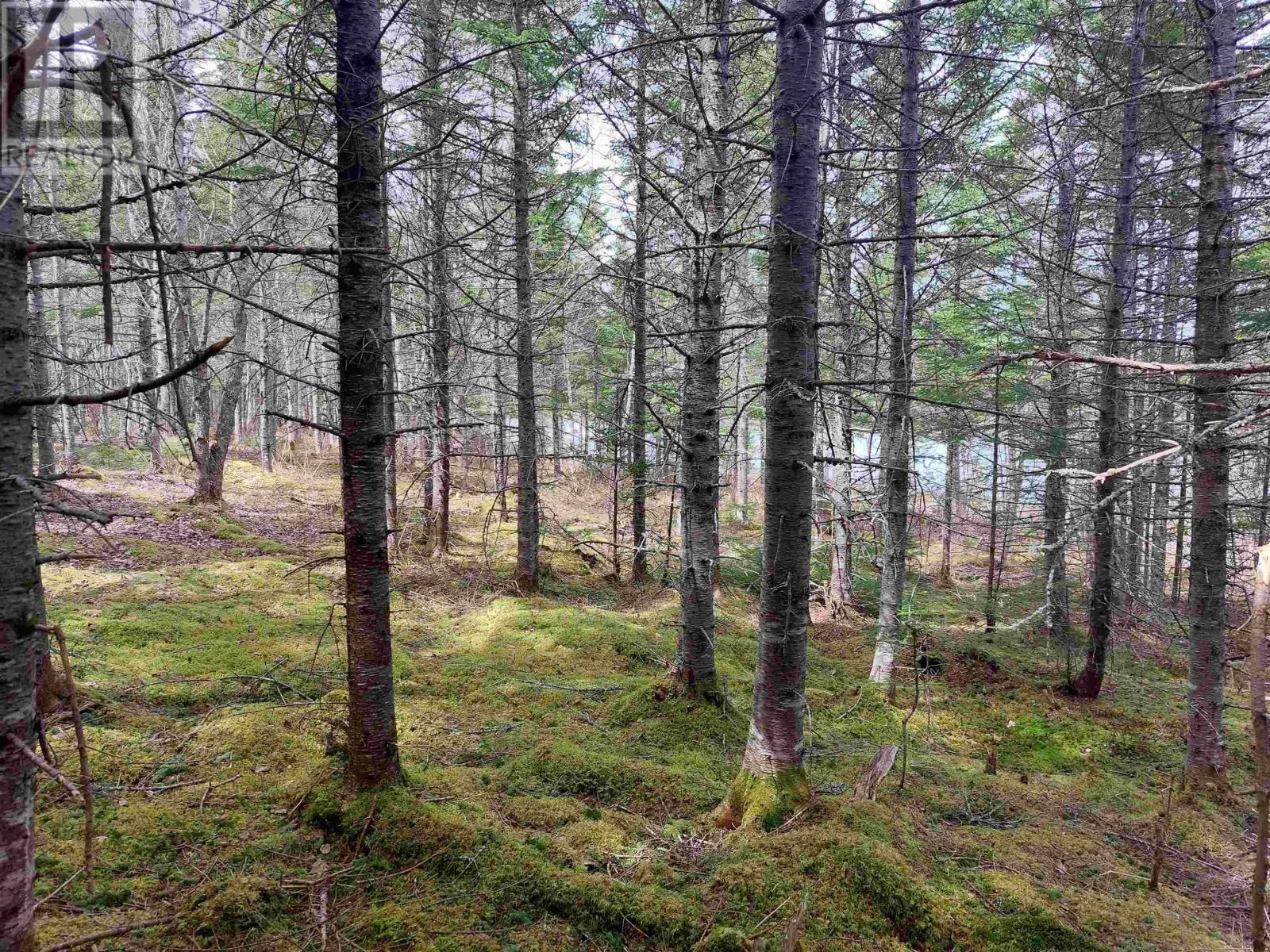 Lot 14 Jonathan R Bouman Lane, Evanston, Nova Scotia  B0E 1J0 - Photo 10 - 202506856
