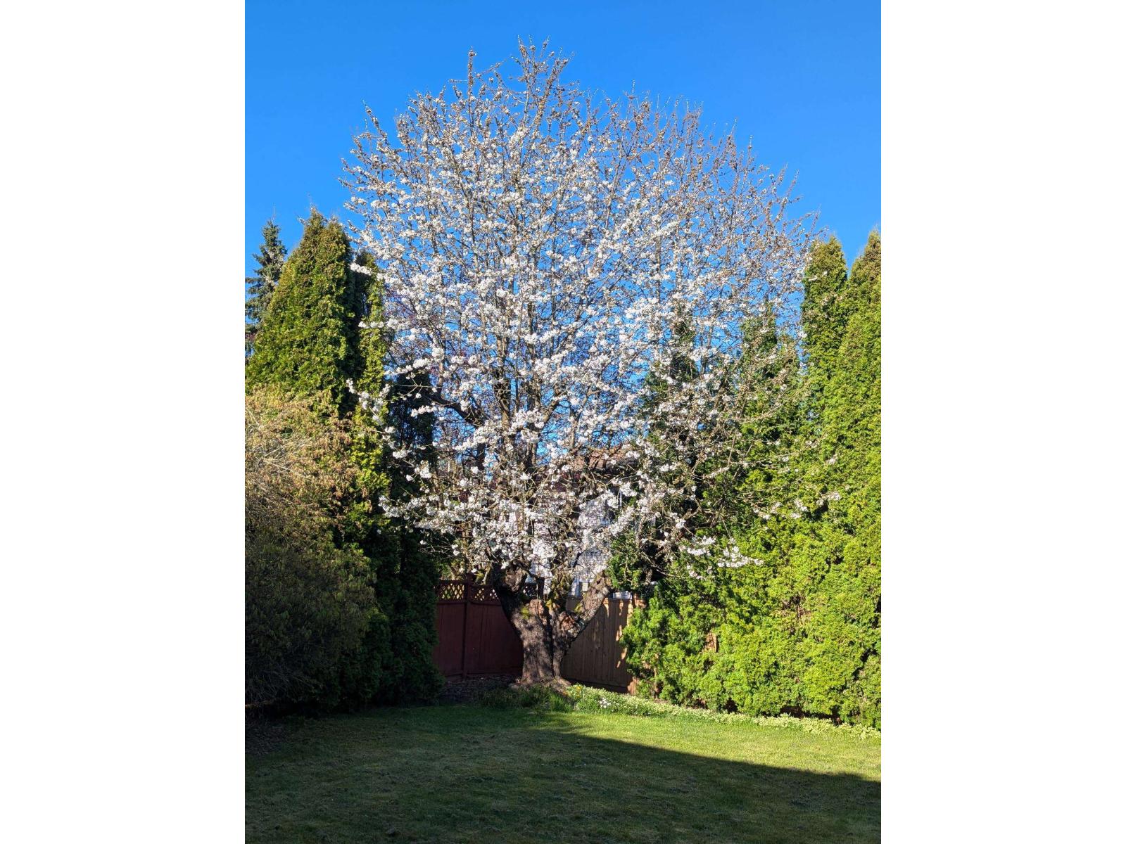 9674 155a Street, Surrey, British Columbia V3R 7N8 - Photo 30 - R3050523