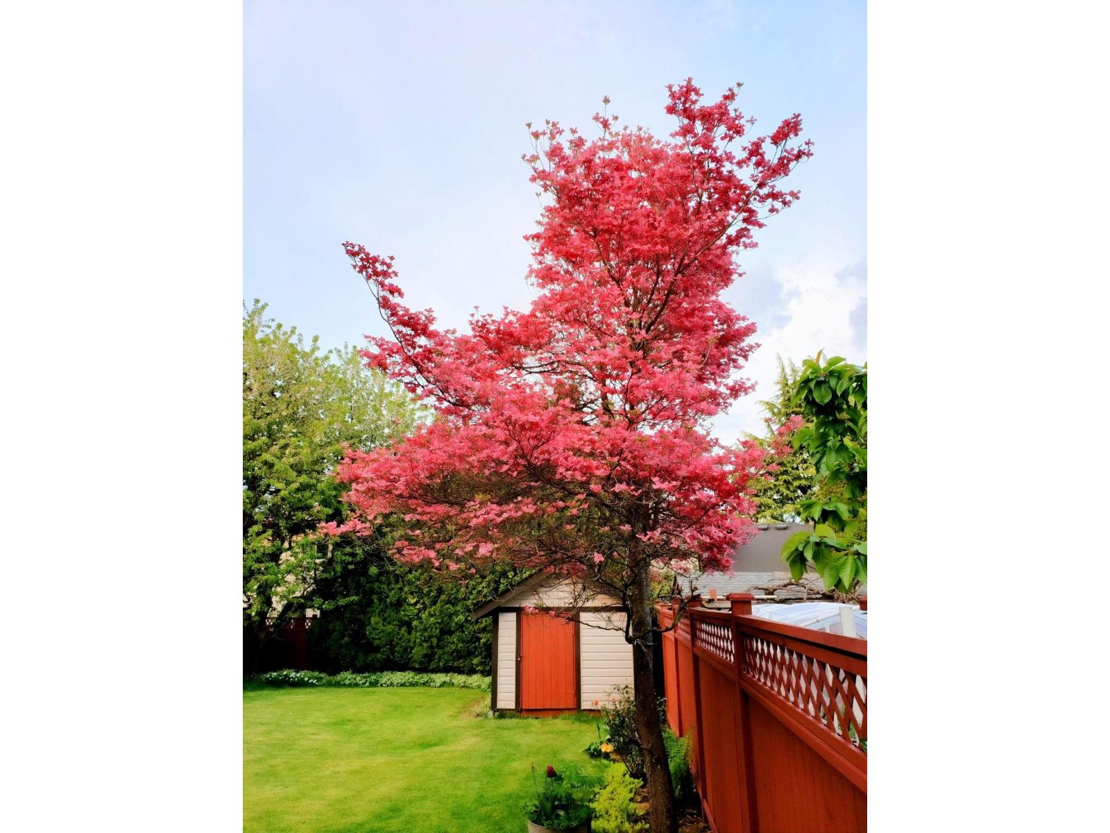 9674 155a Street, Surrey, British Columbia V3R 7N8 - Photo 28 - R3050523