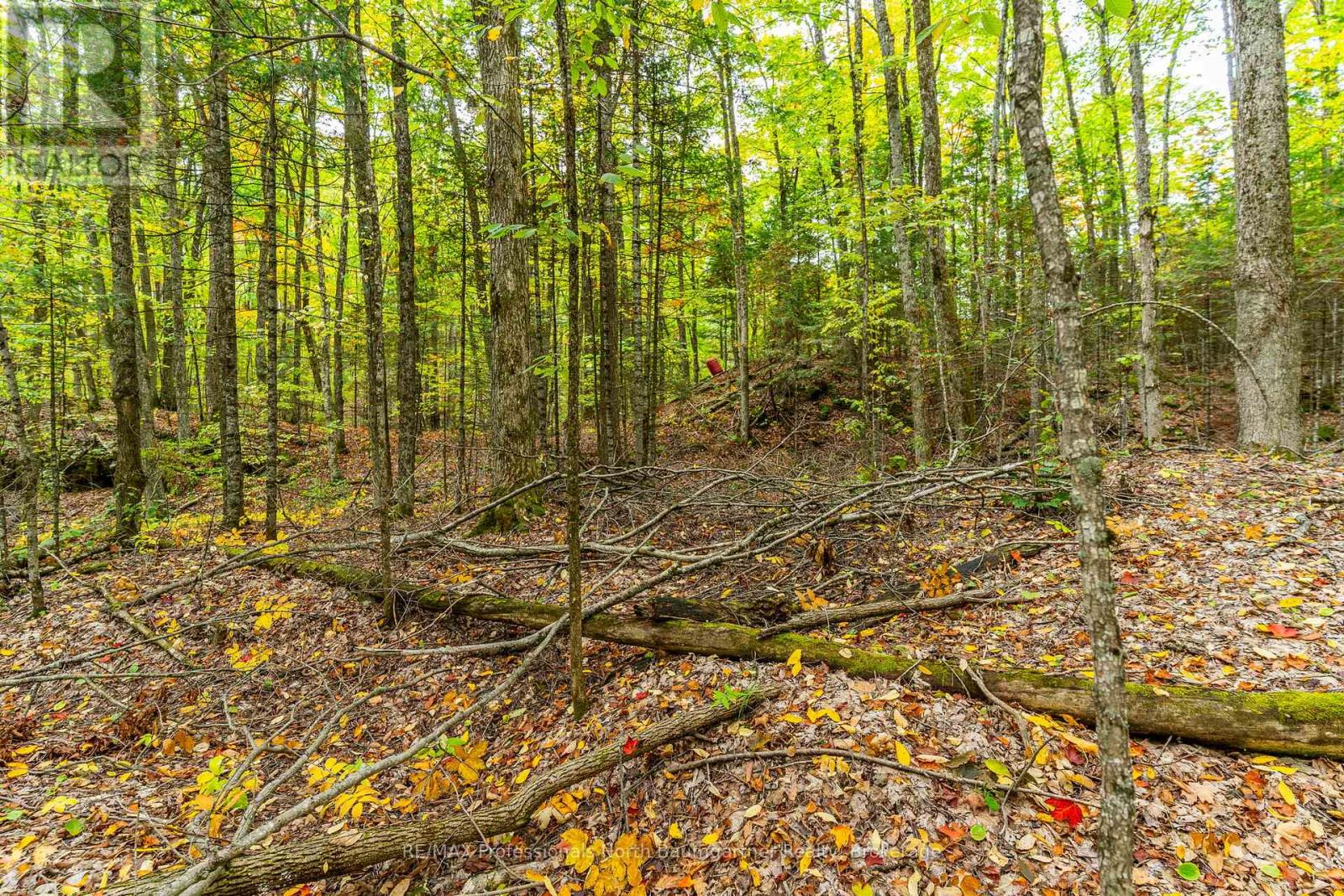 Part Lot 1 Salerno Lake Road, Highlands East, Ontario  K0M 1X0 - Photo 6 - X12432103