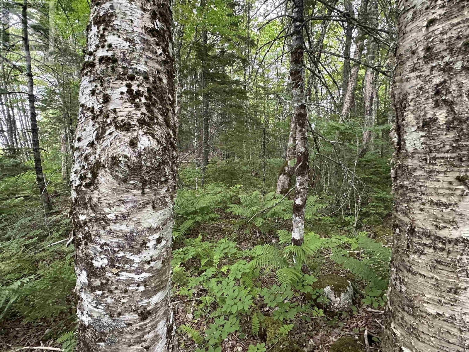 Lorem Ipsum Dolor Sit Am, Italy Cross, Nova Scotia  B4V  - Photo 4 - DEMO28584963