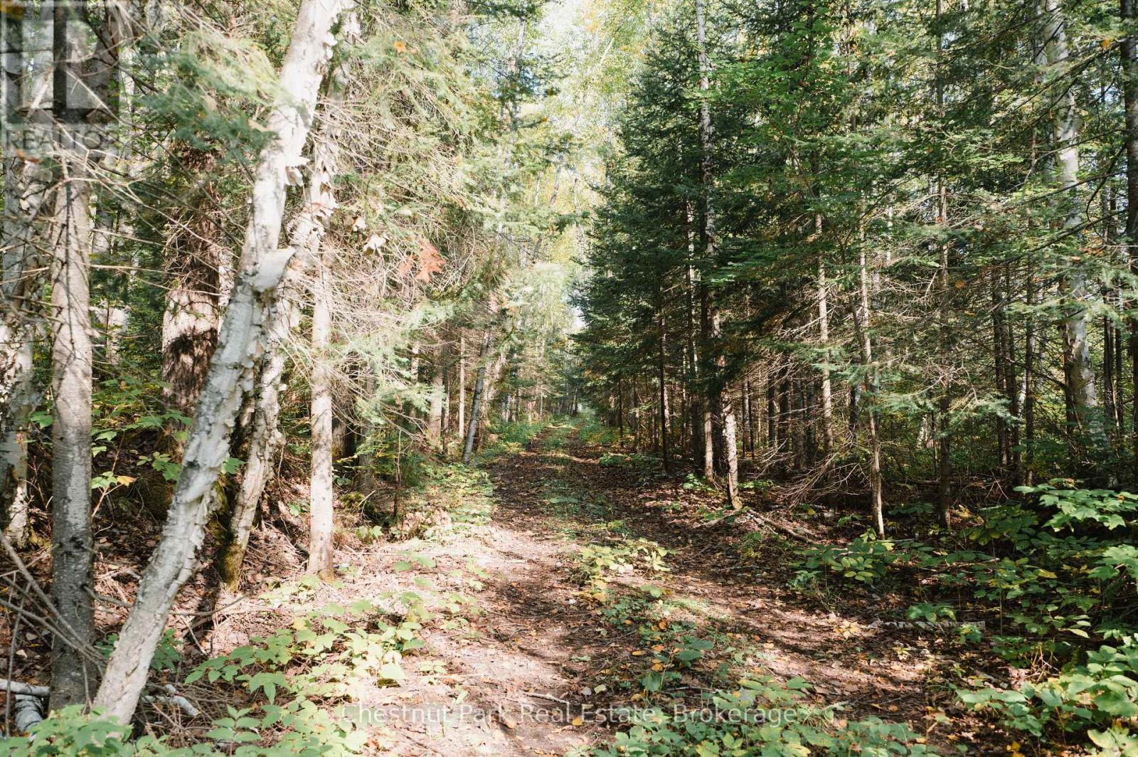 445 Fox Run, Temagami, Ontario  P0H 2H0 - Photo 3 - X12437757