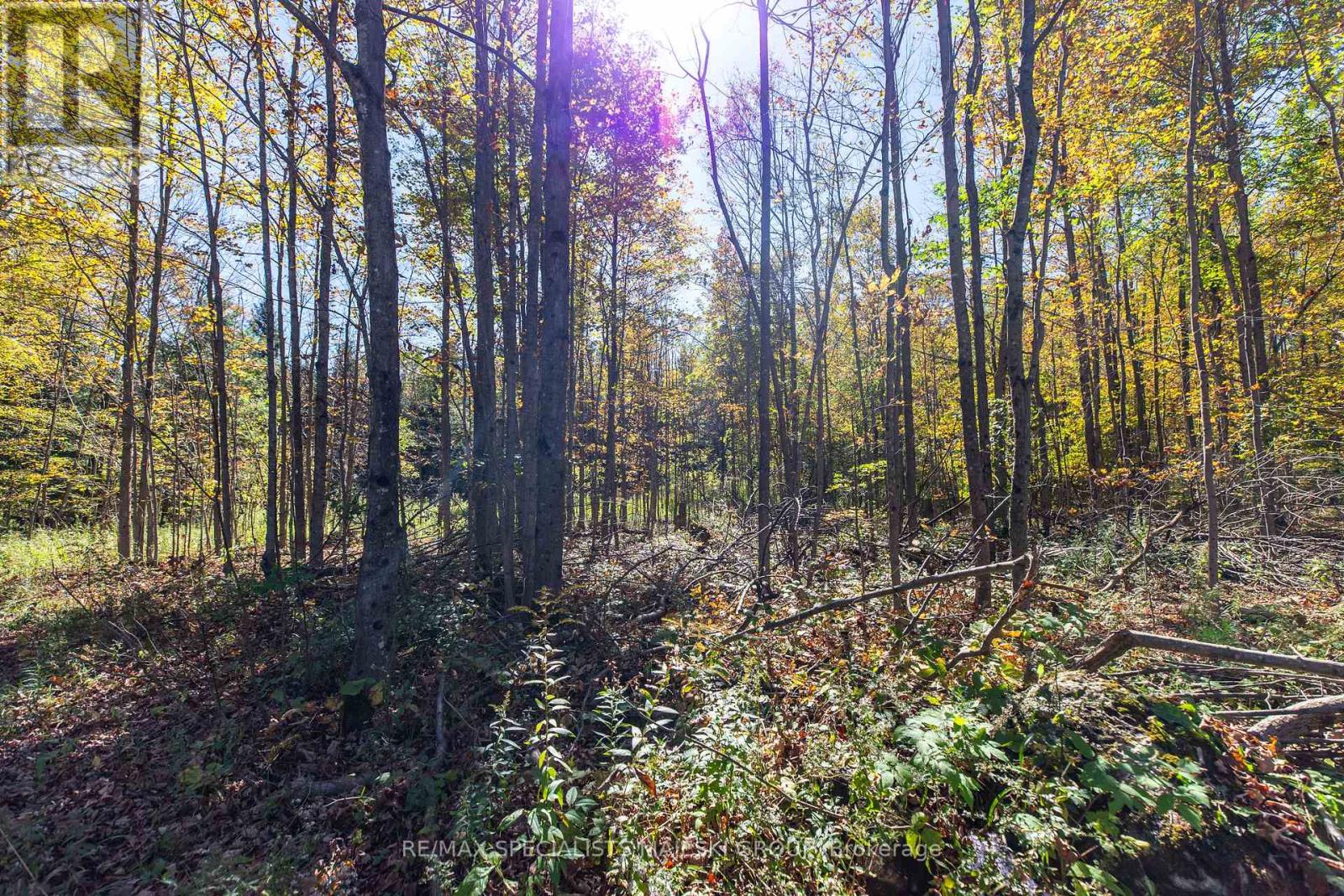 Lot 3 Concession 8, West Grey, Ontario  N0C 1H0 - Photo 36 - X12437940