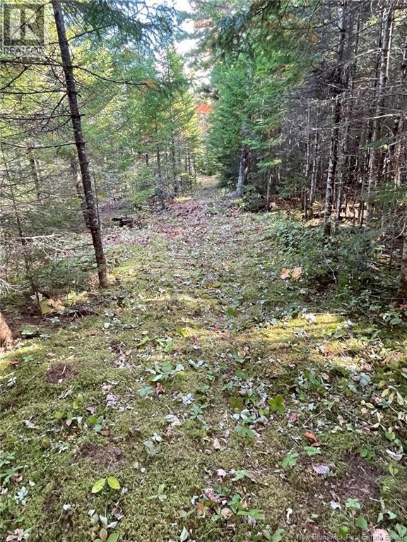 Cottages + Lot Rte 515, Sainte-Marie-De-Kent, New Brunswick  E4S 2G4 - Photo 31 - NB127794