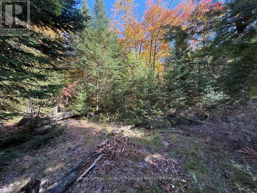 1118 Stoney Road, Ryerson, Ontario  P0A 1C0 - Photo 31 - X12439803