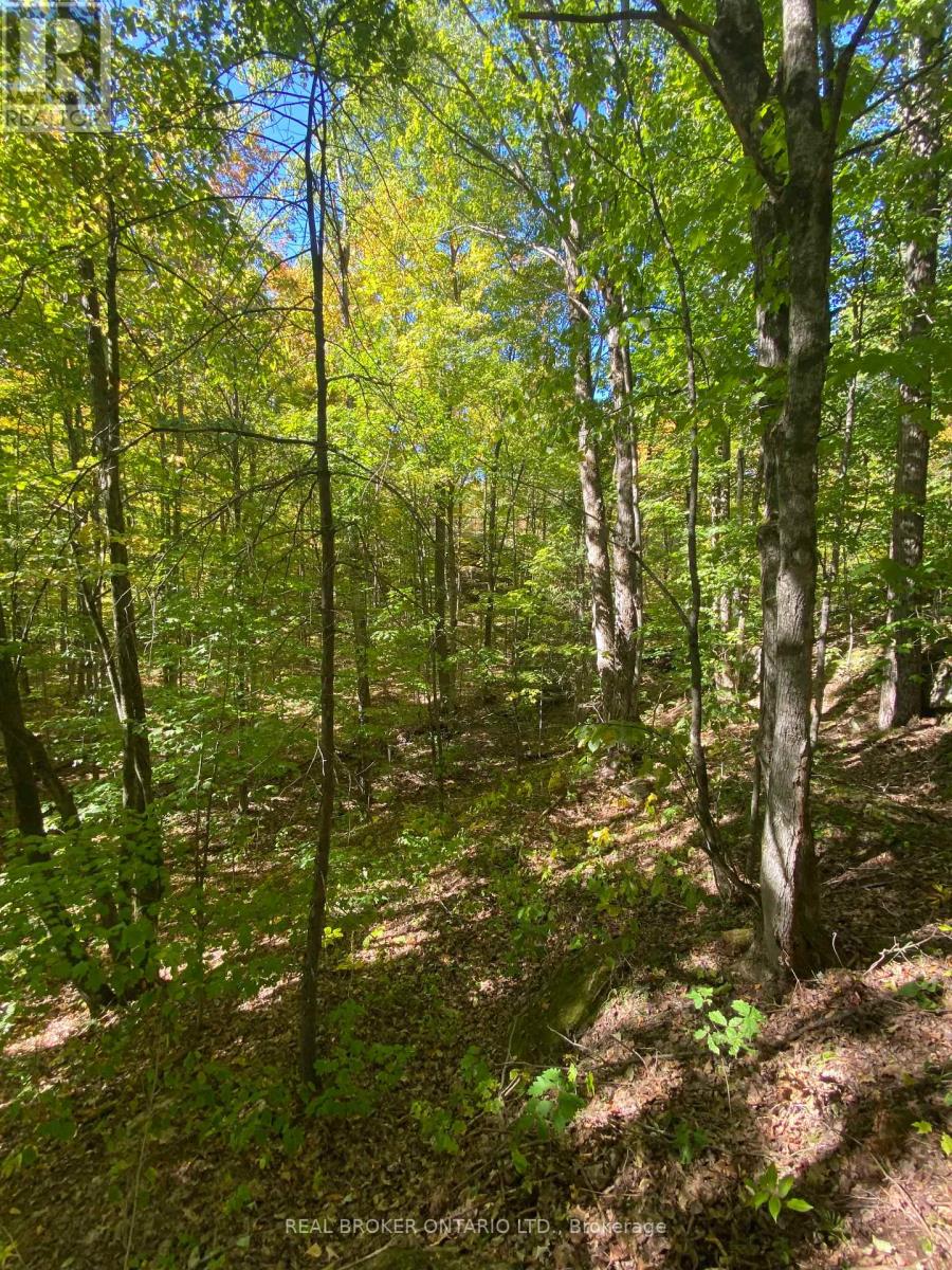 1248 Beiers Road, Gravenhurst (Morrison), Ontario  P0E 1G0 - Photo 10 - X12442164