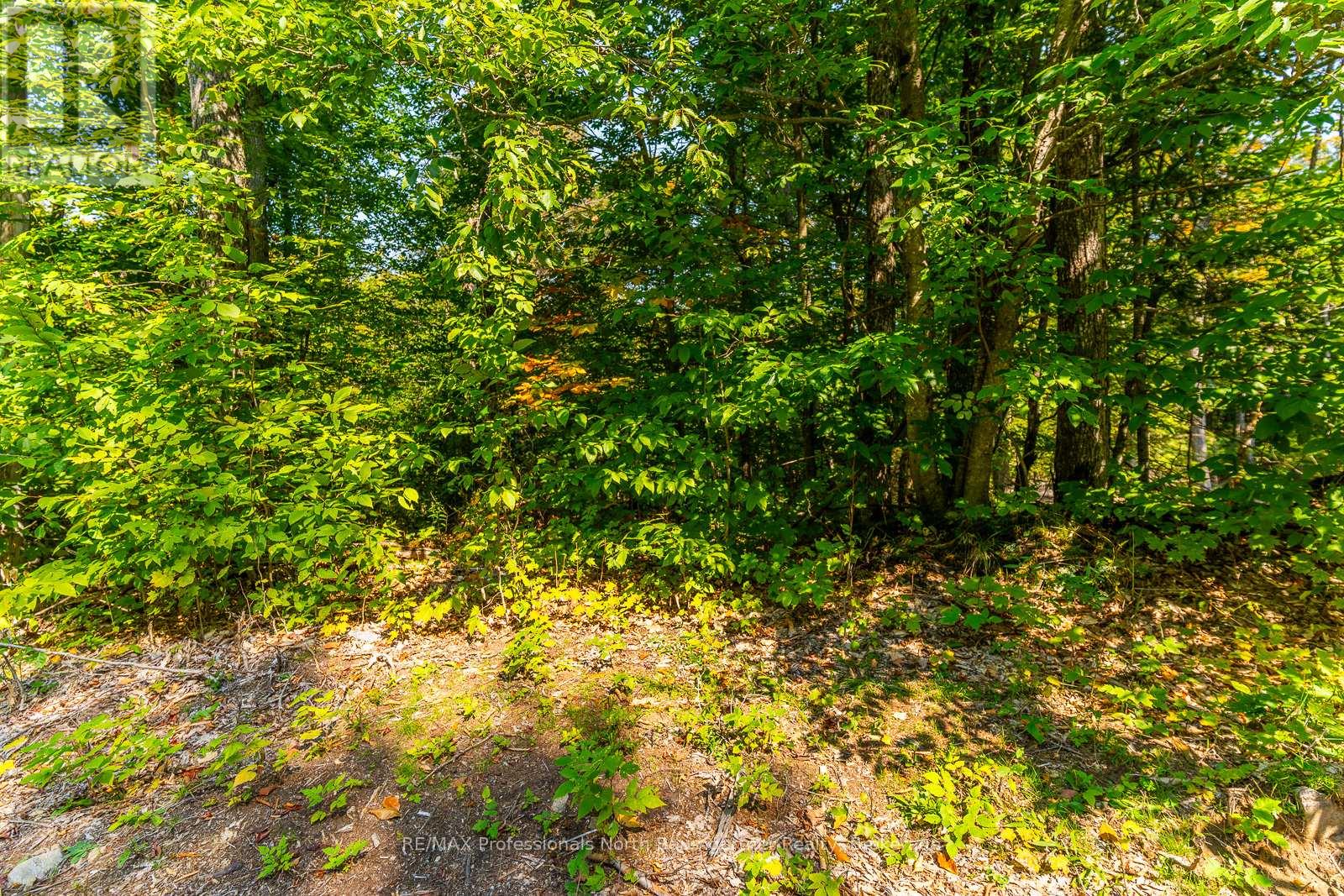 Lot 49 Basshaunt Lake Road, Dysart Et Al, Ontario  K0M 1M0 - Photo 4 - X12443370