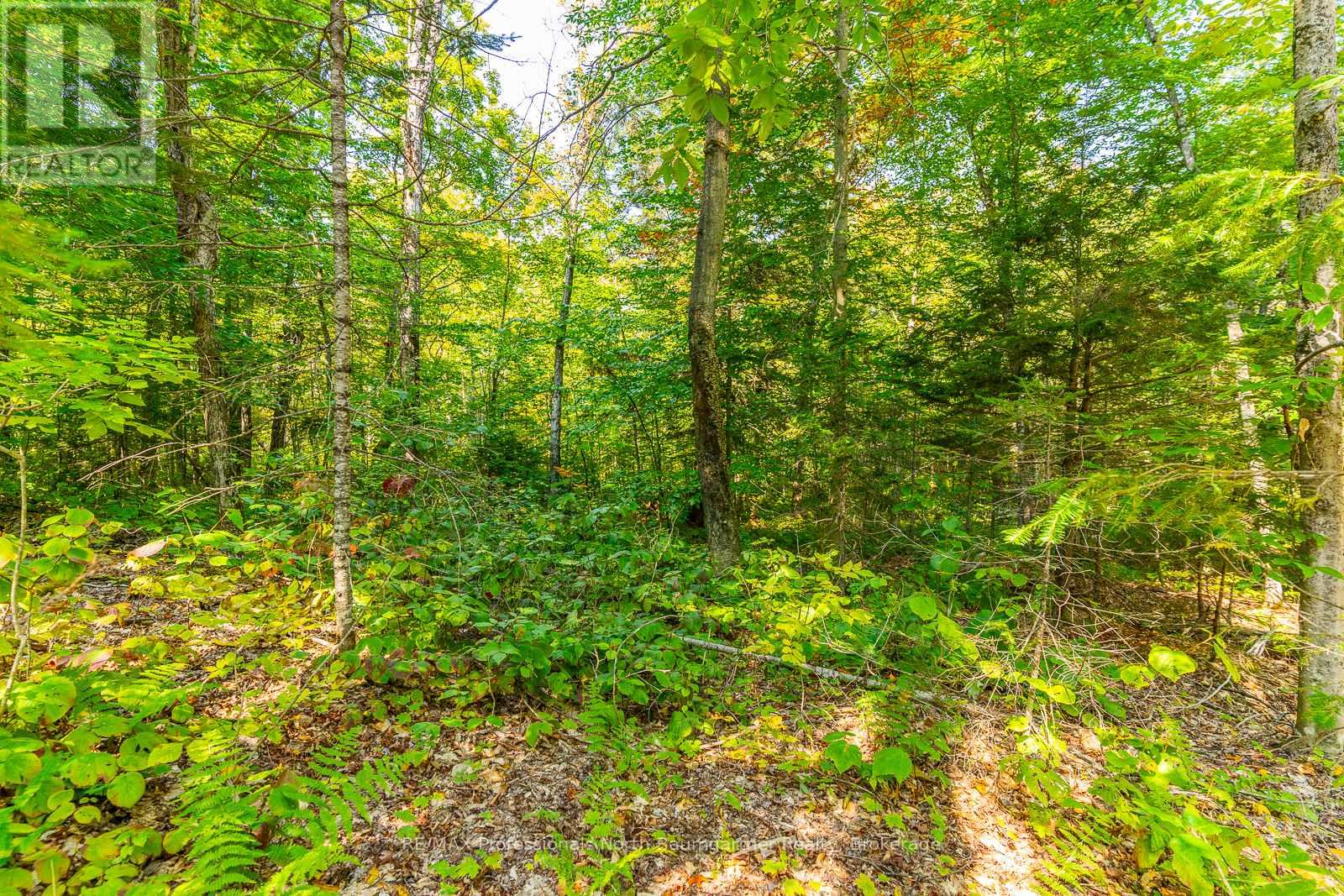 Lot 49 Basshaunt Lake Road, Dysart Et Al, Ontario  K0M 1M0 - Photo 7 - X12443370