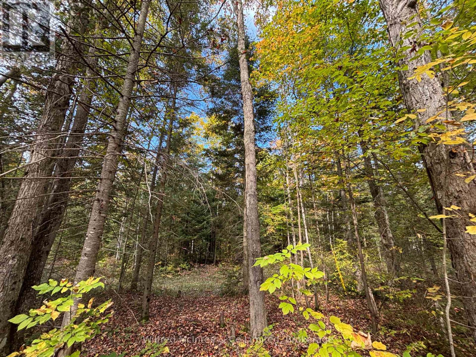 78 Indian Trail, South Bruce Peninsula, Ontario  N0H 2T0 - Photo 14 - X12441888
