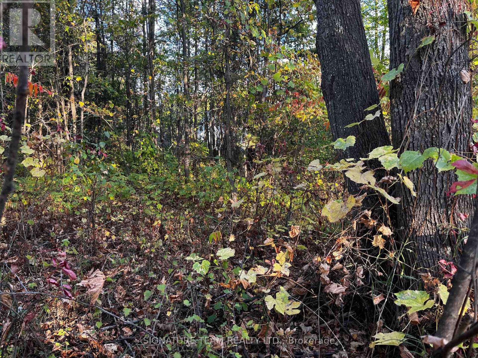 Lot 0 Bellamy Road, Mcnab/braeside, Ontario  K0A 3L0 - Photo 4 - X12444932