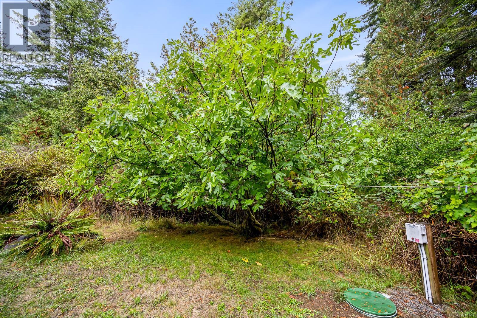 5450 Seawright Rd, Hornby Island, British Columbia  V0R 1Z0 - Photo 38 - 1015747
