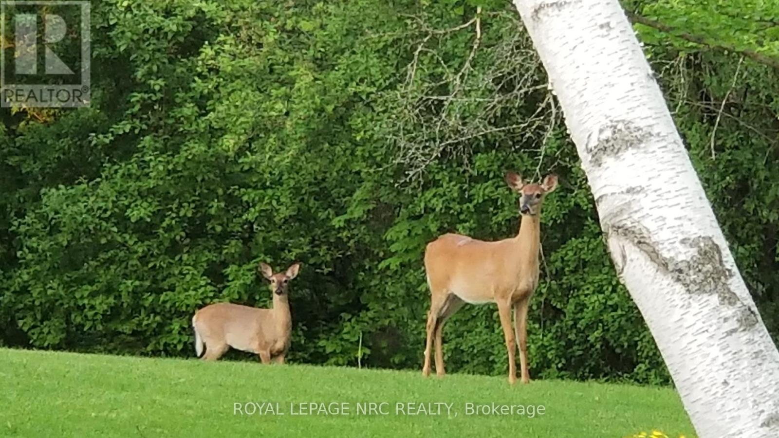 81 Riverview Boulevard, St. Catharines (Glendale/glenridge), Ontario  L2T 3L9 - Photo 49 - X12448078