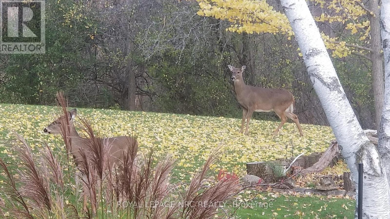 81 Riverview Boulevard, St. Catharines (Glendale/glenridge), Ontario  L2T 3L9 - Photo 50 - X12448078